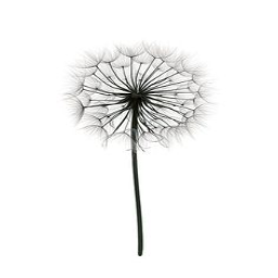 dandelion_001